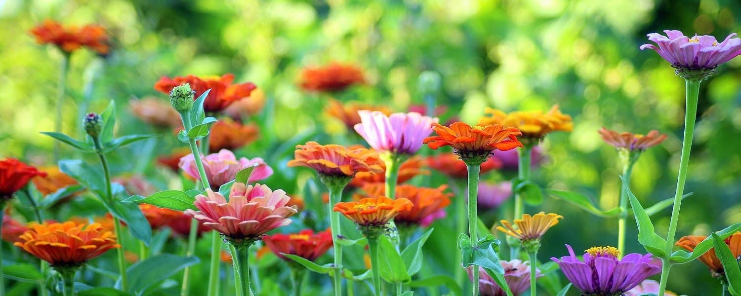 Bild mit blühenden bunten Zinnia-Blumen