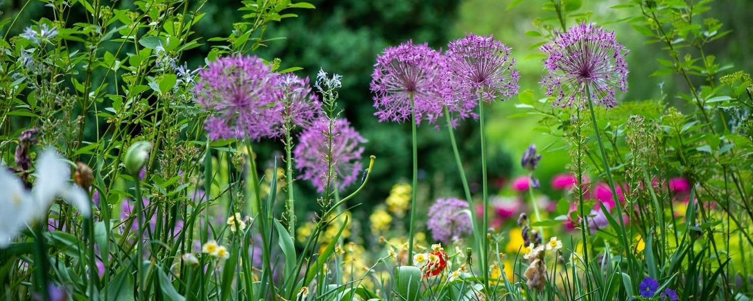 Verschiedene blühende Blumen in einem Garten